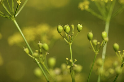 BUITEN BEELD Foto: 441055