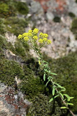 BUITEN BEELD Foto: 441056