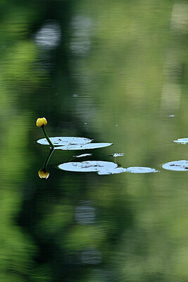 BUITEN BEELD Foto: 441057