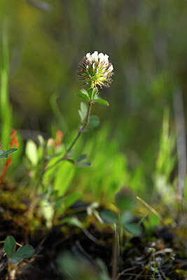 BUITEN BEELD Foto: 441061