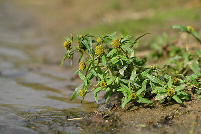 BUITEN BEELD Foto: 441062