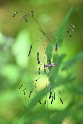 BUITEN BEELD Foto: 441066