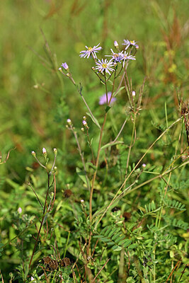 BUITEN BEELD Foto: 441068