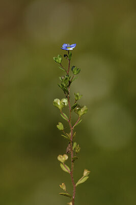 BUITEN BEELD Foto: 441069
