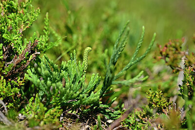 BUITEN BEELD Foto: 441075