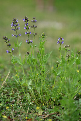 BUITEN BEELD Foto: 441082
