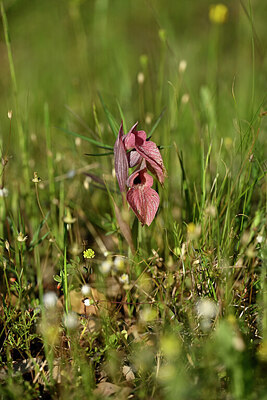 BUITEN BEELD Foto: 441083