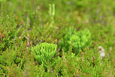 BUITEN BEELD Foto: 441085