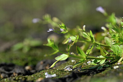 BUITEN BEELD Foto: 441087