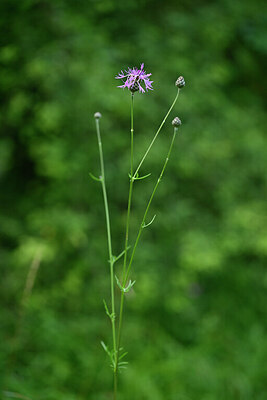 BUITEN BEELD Foto: 441089