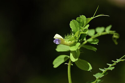 BUITEN BEELD Foto: 441095