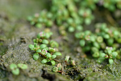 BUITEN BEELD Foto: 441102