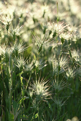 BUITEN BEELD Foto: 441111