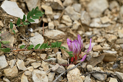 BUITEN BEELD Foto: 441113