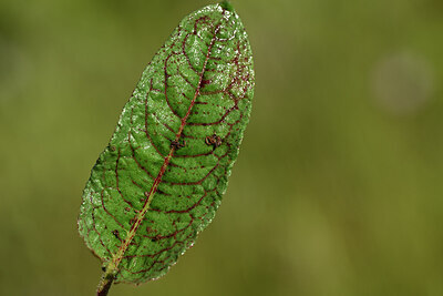 BUITEN BEELD Foto: 441115