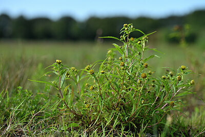BUITEN BEELD Foto: 441116
