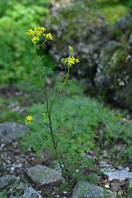 BUITEN BEELD Foto: 441117