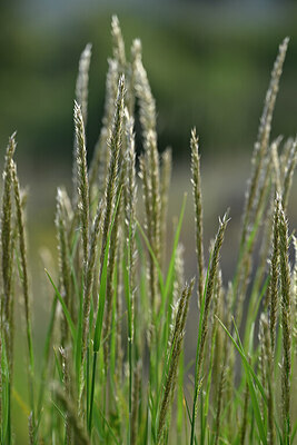 BUITEN BEELD Foto: 441123