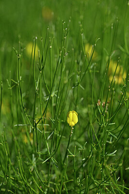 BUITEN BEELD Foto: 441124