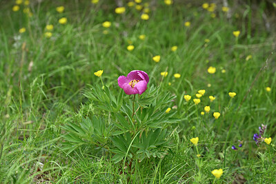 BUITEN BEELD Foto: 441128
