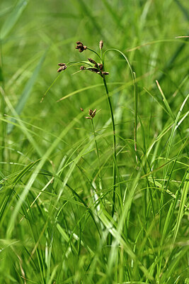 BUITEN BEELD Foto: 441130