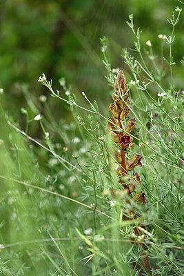 BUITEN BEELD Foto: 441135