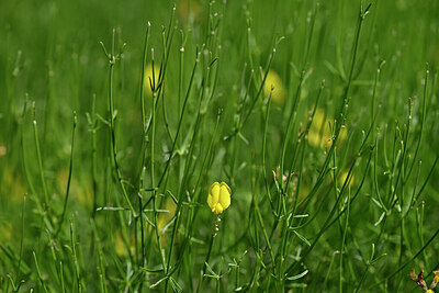 BUITEN BEELD Foto: 441136