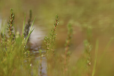 BUITEN BEELD Foto: 441138