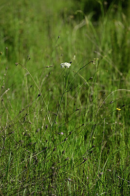 BUITEN BEELD Foto: 441143