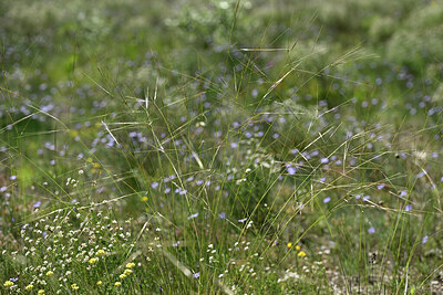 BUITEN BEELD Foto: 441145