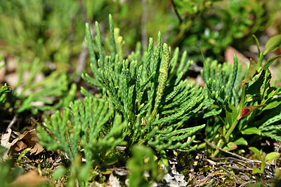 BUITEN BEELD Foto: 441146