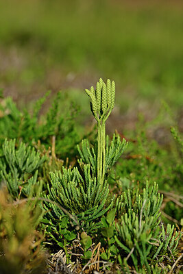 BUITEN BEELD Foto: 441148