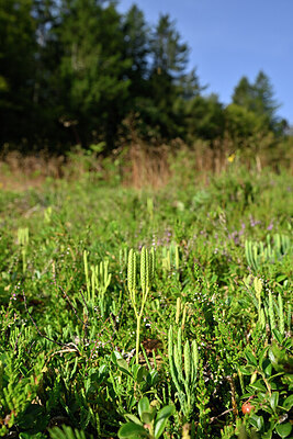 BUITEN BEELD Foto: 441150