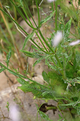 BUITEN BEELD Foto: 441151