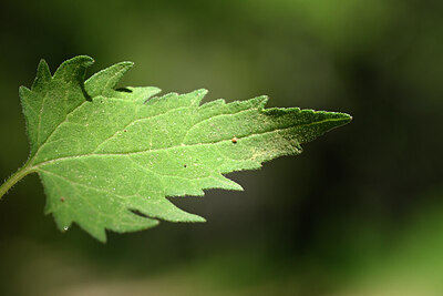 BUITEN BEELD Foto: 441152