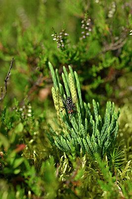 BUITEN BEELD Foto: 441153