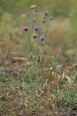 BUITEN BEELD Foto: 441155