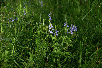 BUITEN BEELD Foto: 441158