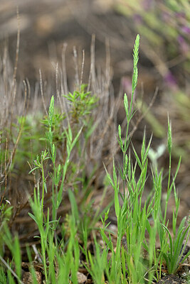 BUITEN BEELD Foto: 441159