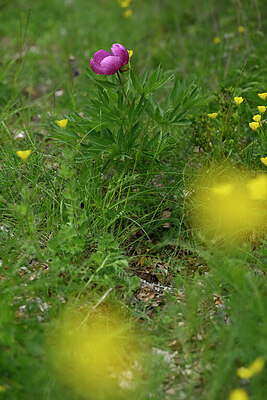 BUITEN BEELD Foto: 441160