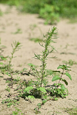 BUITEN BEELD Foto: 441163