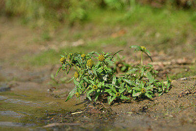 BUITEN BEELD Foto: 441164