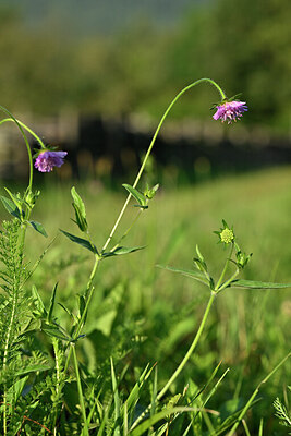 BUITEN BEELD Foto: 441165