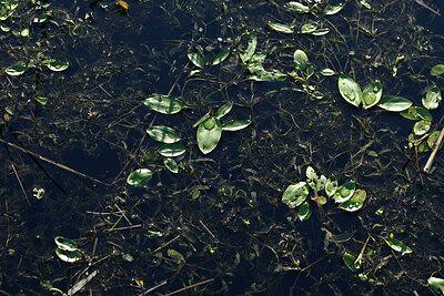 BUITEN BEELD Foto: 441169