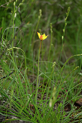 BUITEN BEELD Foto: 441171