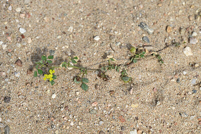 BUITEN BEELD Foto: 441174