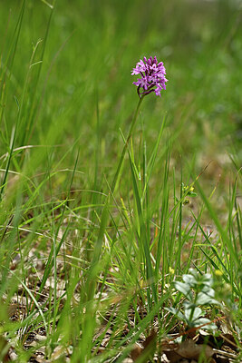 BUITEN BEELD Foto: 441175