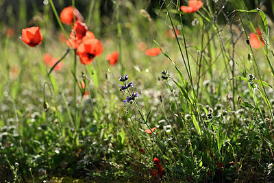 BUITEN BEELD Foto: 441176