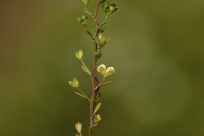 BUITEN BEELD Foto: 441184