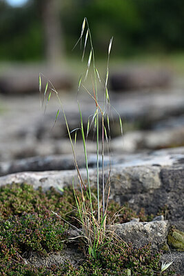 BUITEN BEELD Foto: 441185